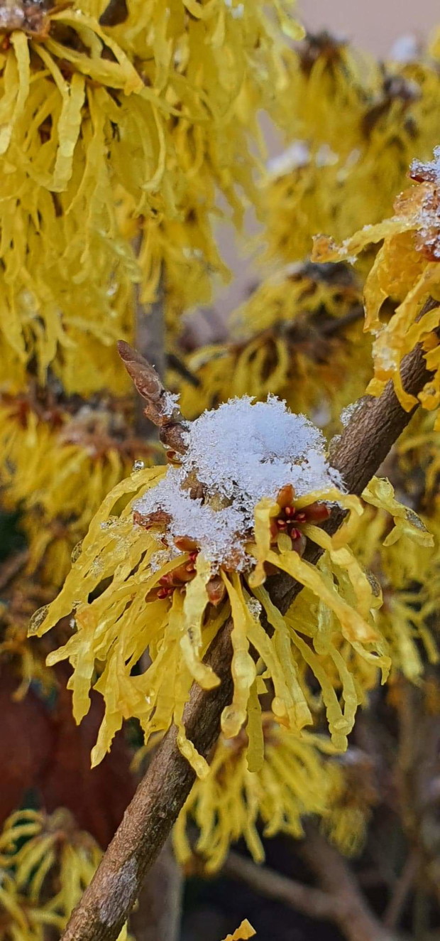 pierrszy zwiastun wiosny w moim ogrodzie - oczr