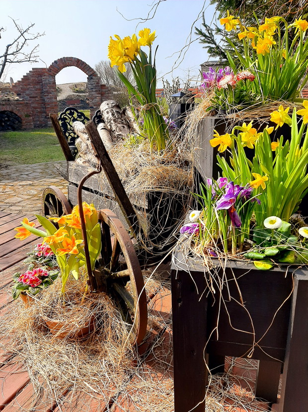 Pierwsze zwiastuny wiosny w donicach.