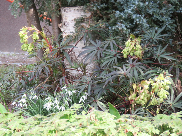 przebiśniegi i cciemiernik