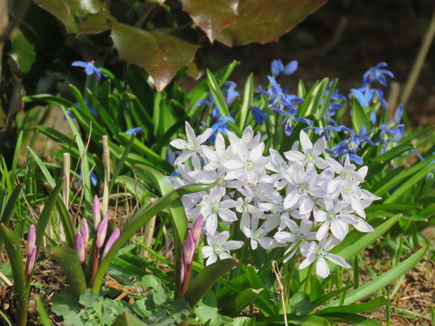 puszkinie i śnieżniki w tle cebulice