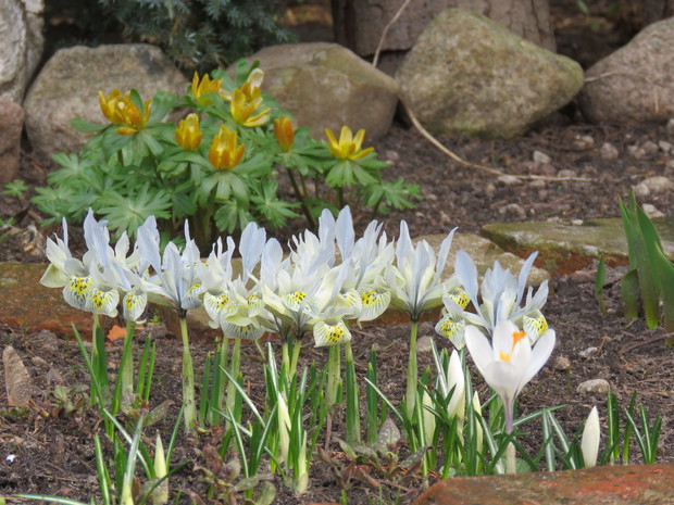 ranniki i irysy żyłkowane