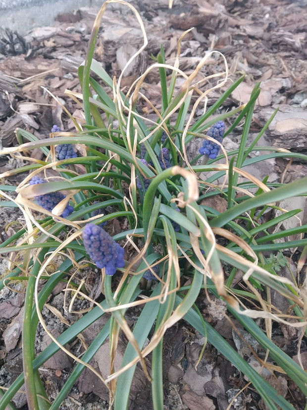 Szafirki budzą się do życia.