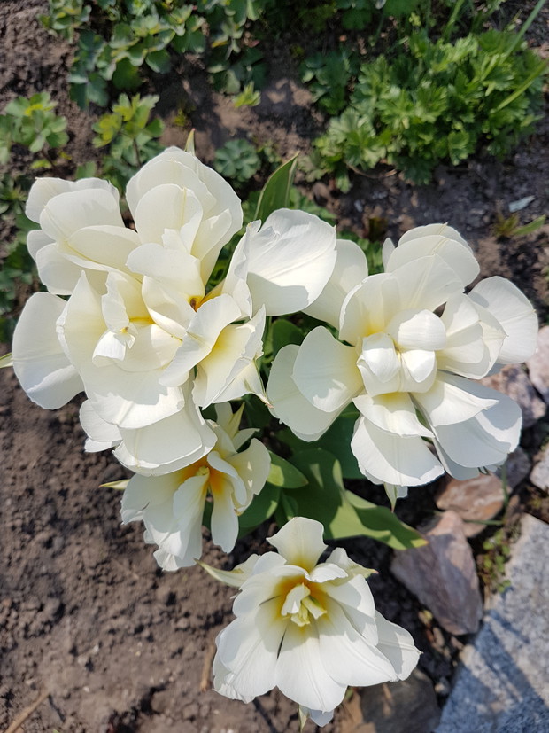 Tulipan 'Exotic Emperor'