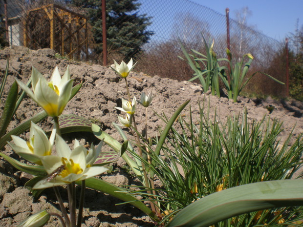 Tulipany botaniczne
