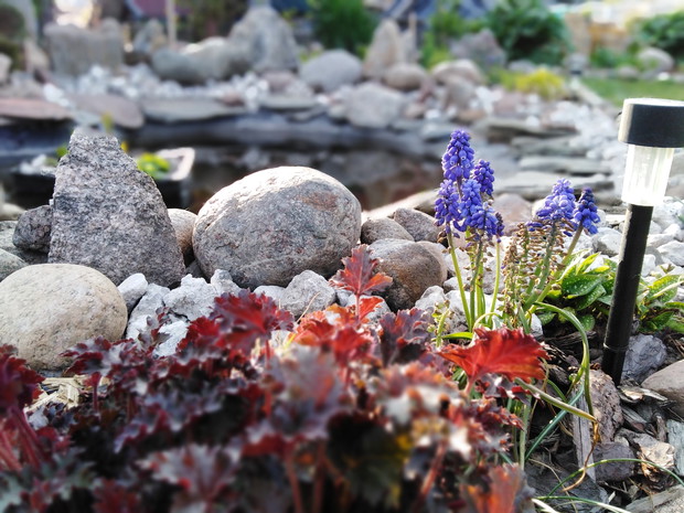 Widok na oczko wodne