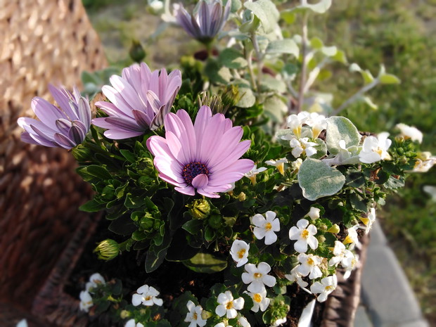 Wiosenne nasadzenia w donicach