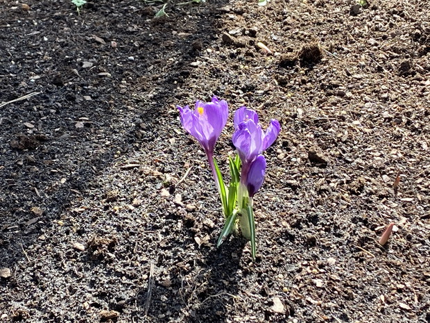 Wiosna w ogrodzie Babci Lucynki