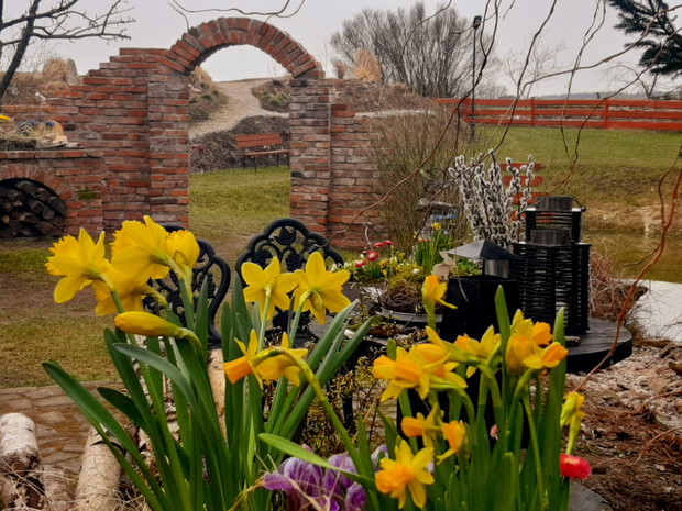 Żonkile moje ulubione.