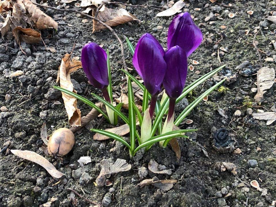 krokusy