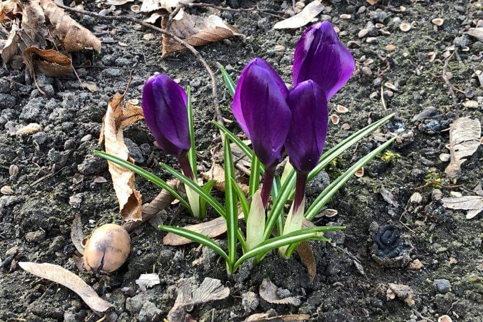 krokusy