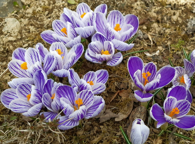 Krokusy