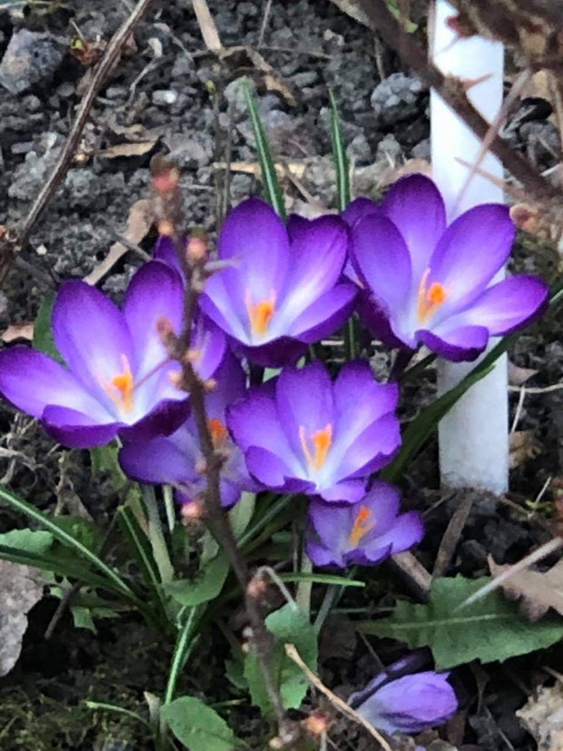 krokusy