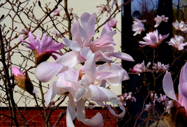 Magnolia gwiaździsta