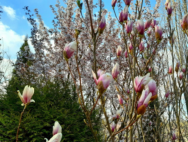 Magnolia "Lennei" i wiśnia "Brillant"