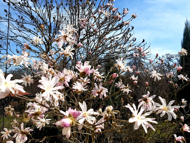 Magnolia "Leonard Messel"