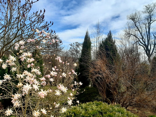 Magnolia " Leonard Messel"