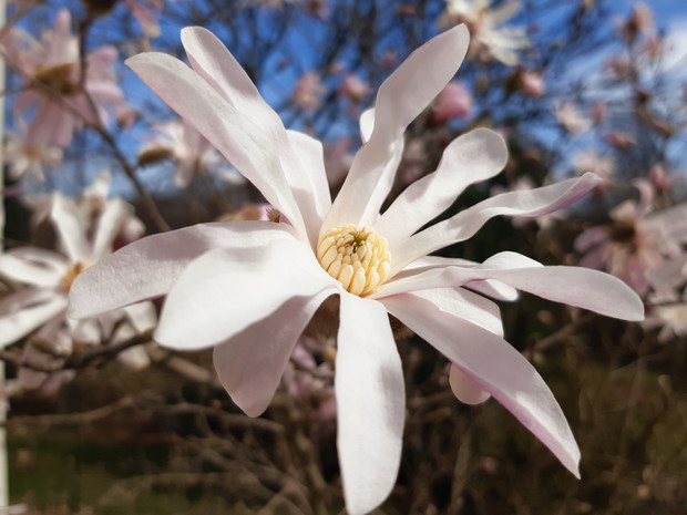 Magnolia