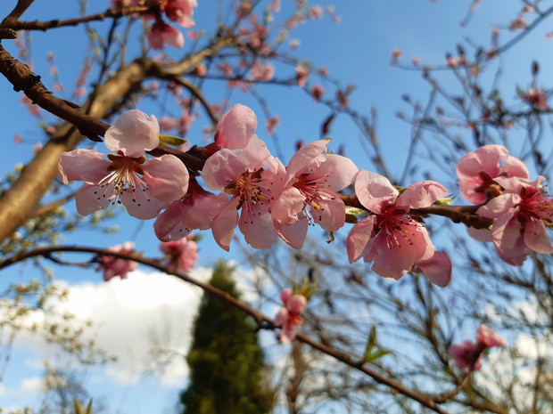 Pierwsze kwiaty brzoskwini