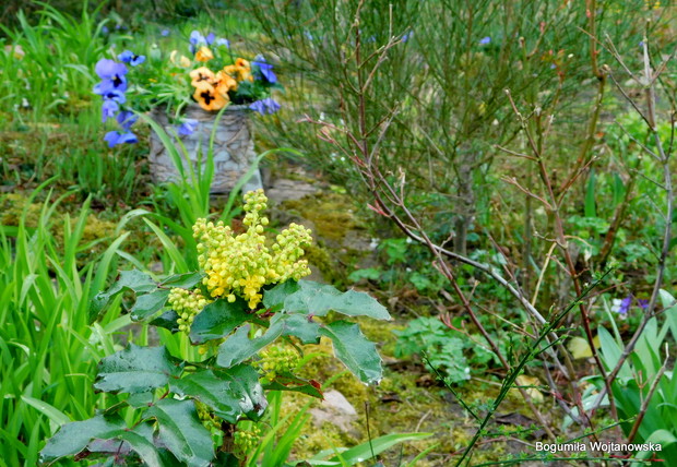 Bratki w zielonym buszu