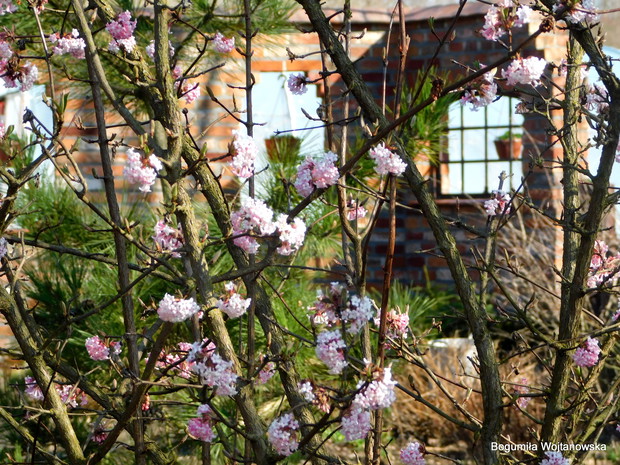 KKalina na tle ceglanego muru