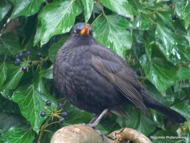 Kosy dobrze czują się w moim ogrodzie