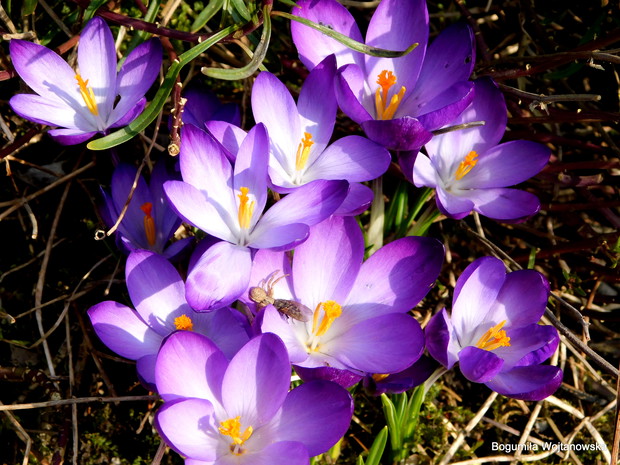 Krokusy