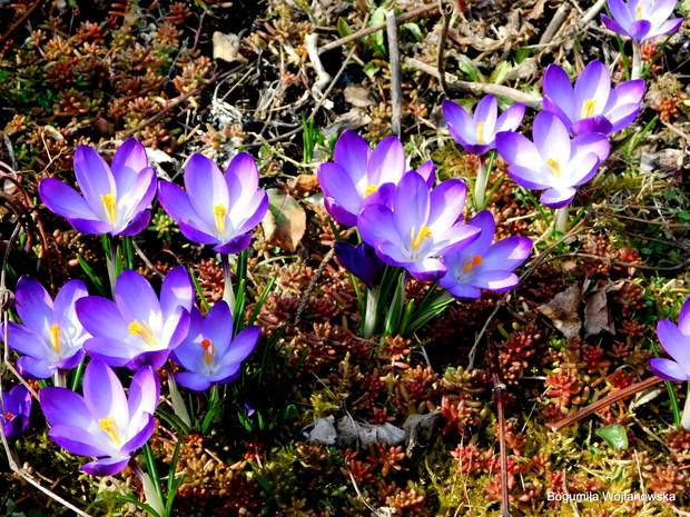 Krokusy