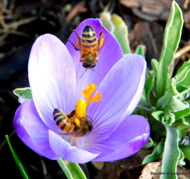 Raj dla 'bzyczących"