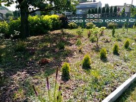 Czereśnia w towarzystwie