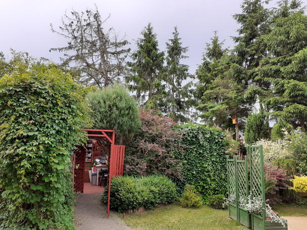 Drzewa, bluszcz, berberys