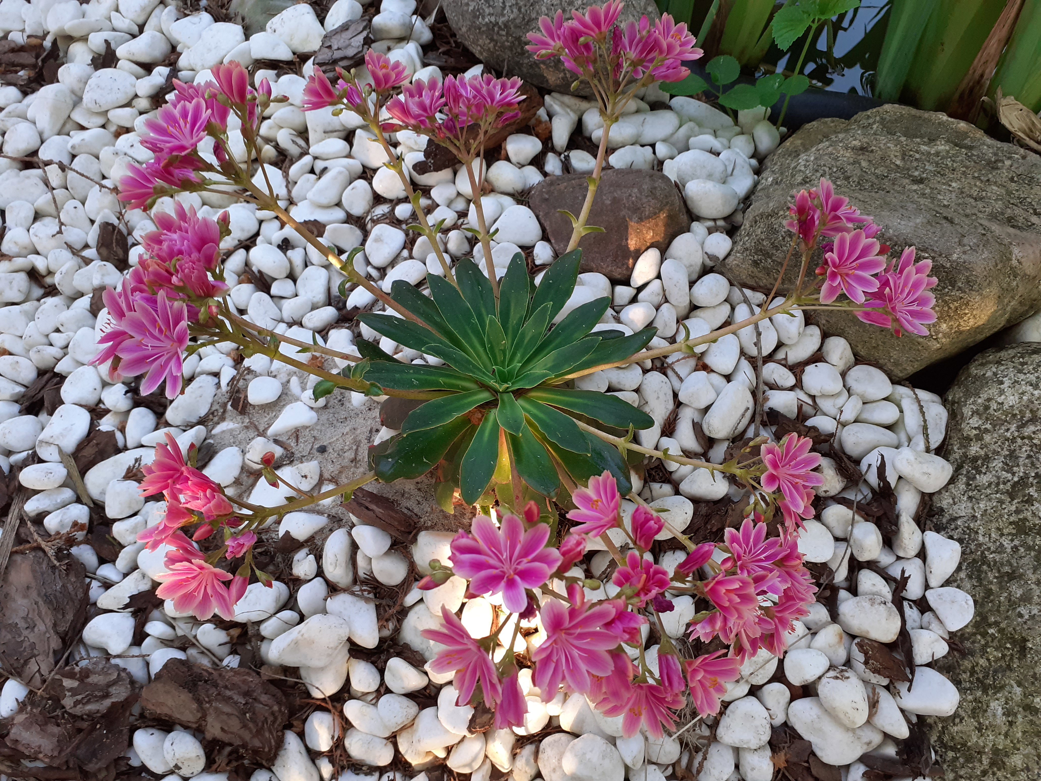 Roślina skalniakowa