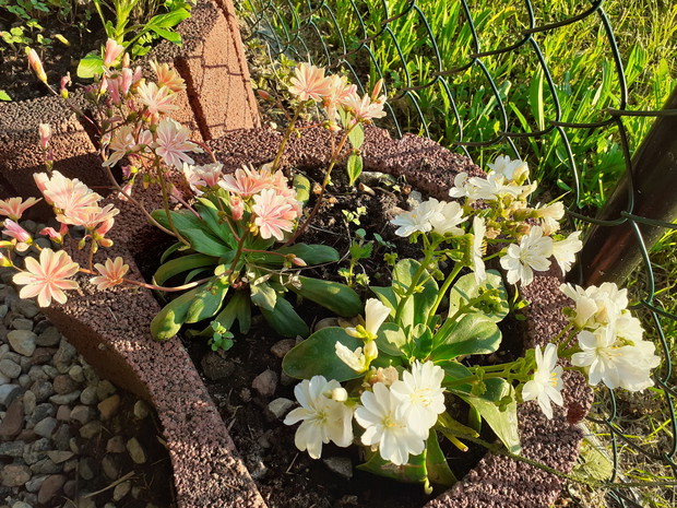 Roślina skalniakowa