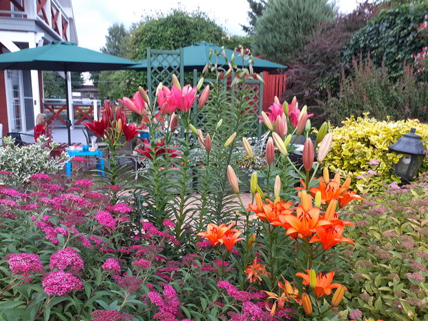 Trzmielina japońska