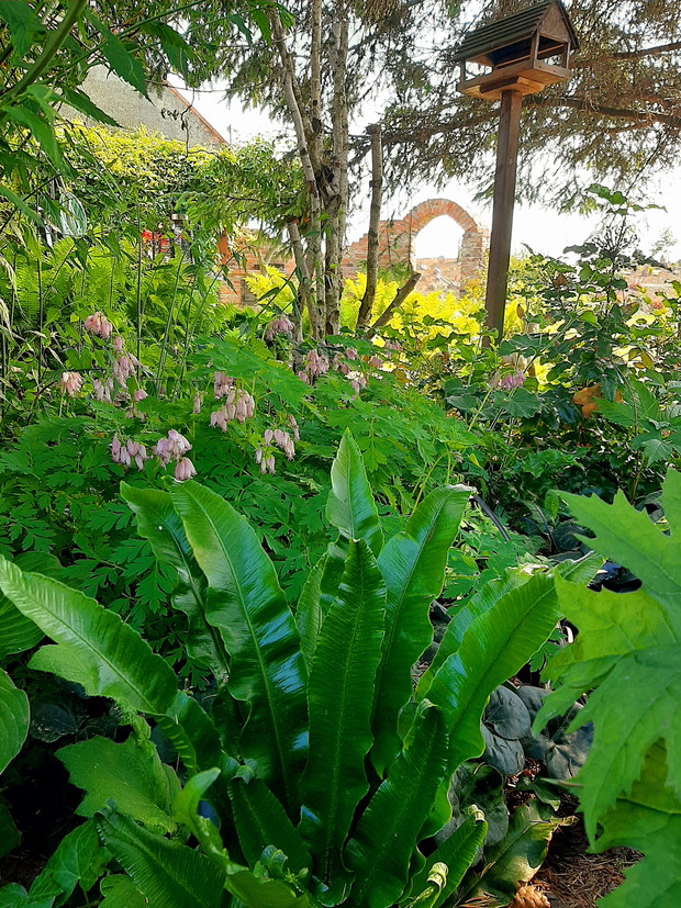 W dalszej części ogrodu.