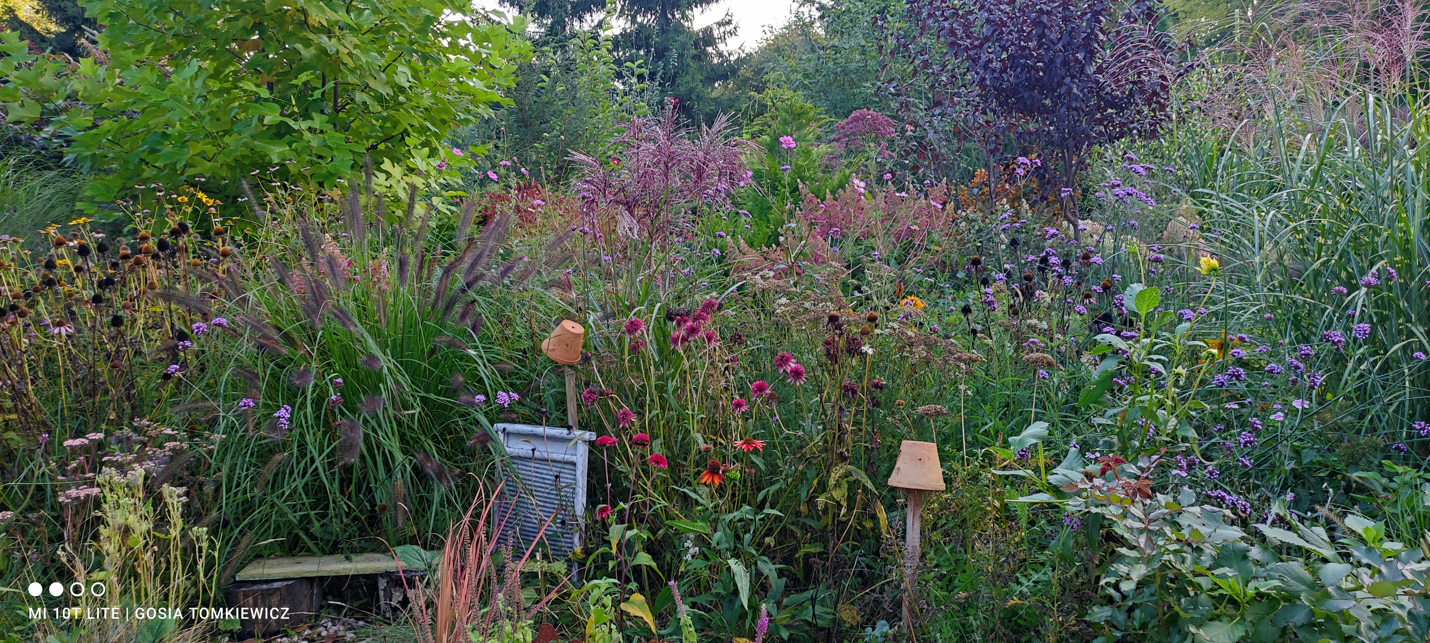 Byliny i trawy jesiennie