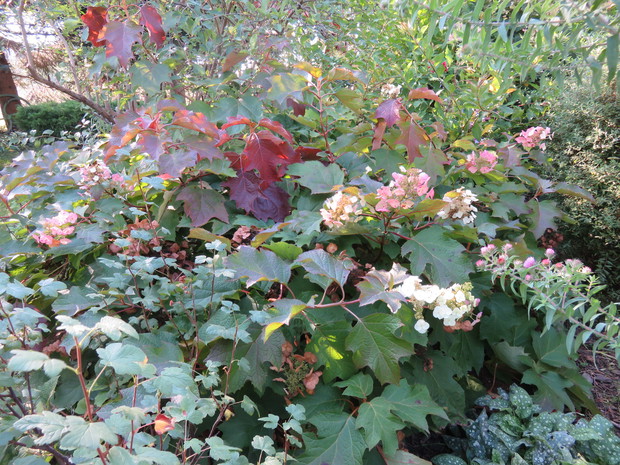 Hortensja Dębolistna