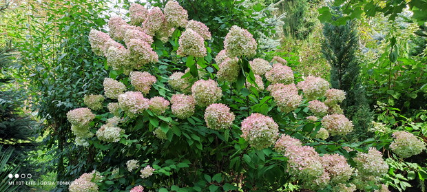 Hortensja Limelight.
