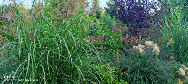 Rabaty trawiaste.