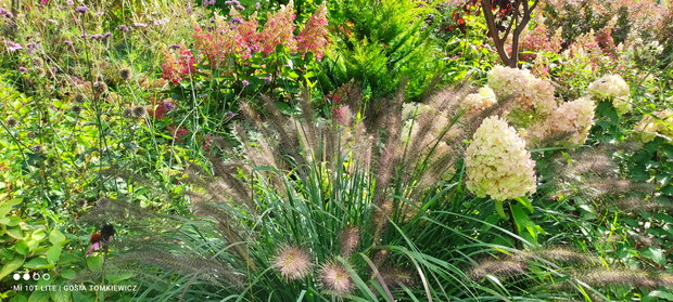 Rozplenice w ogrodzie.