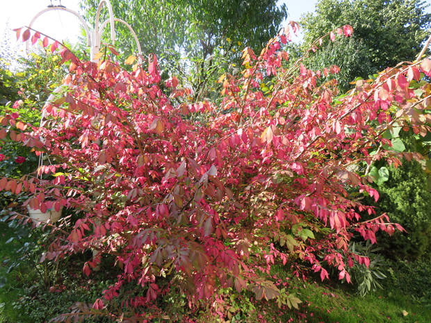 Trzrmilina oskrzydlona