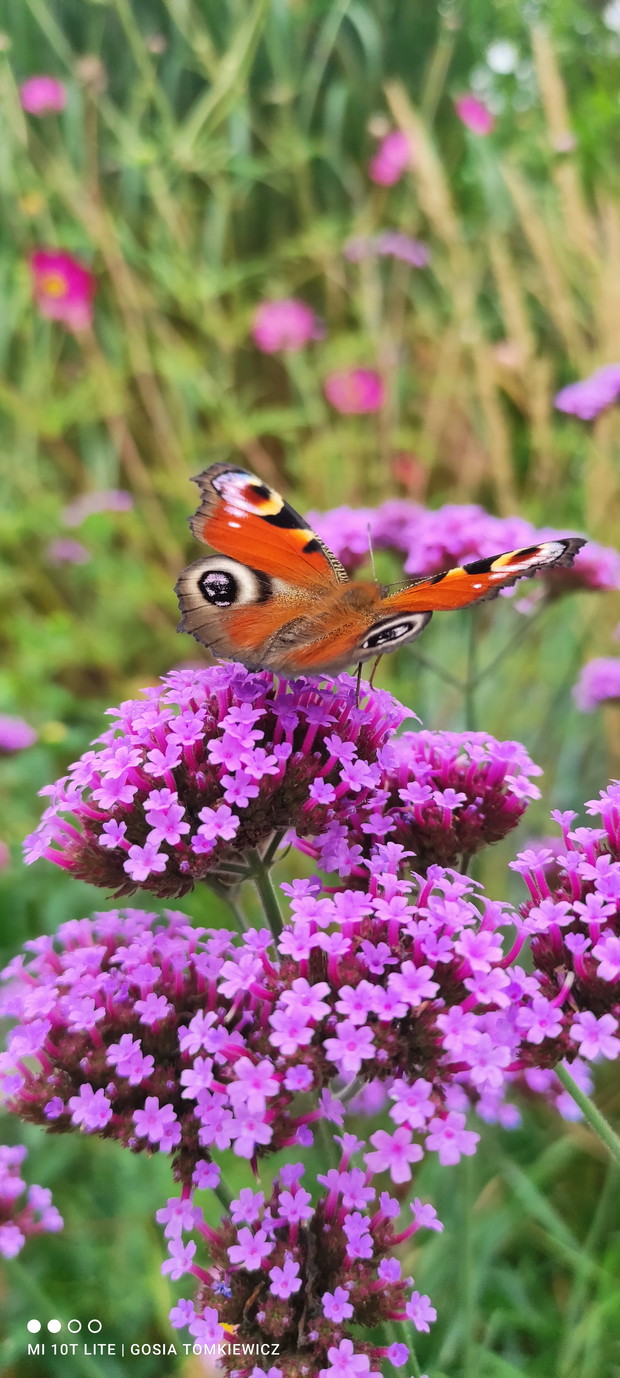 Werbena i ostatnie motyle