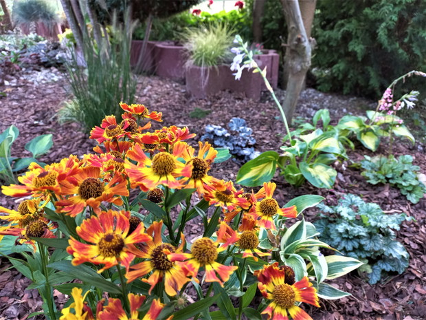 Dzielążny i funkie