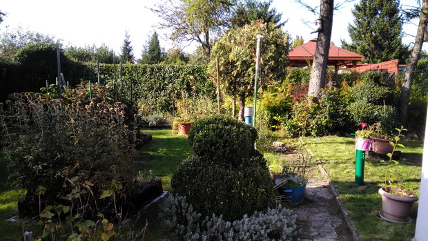 Przegorzan Pospolity