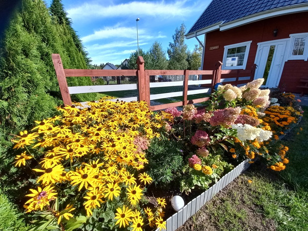 Rabata z rudbeki, hortensji