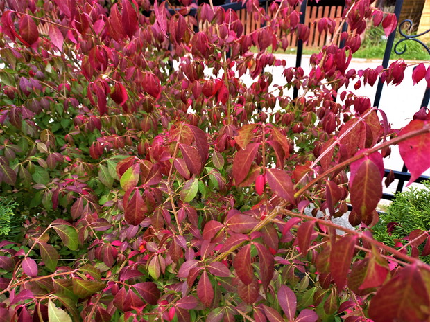 Trzmielina oskrzydlona