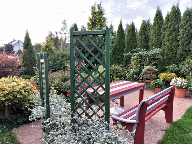 W donicach kocimiętka szara