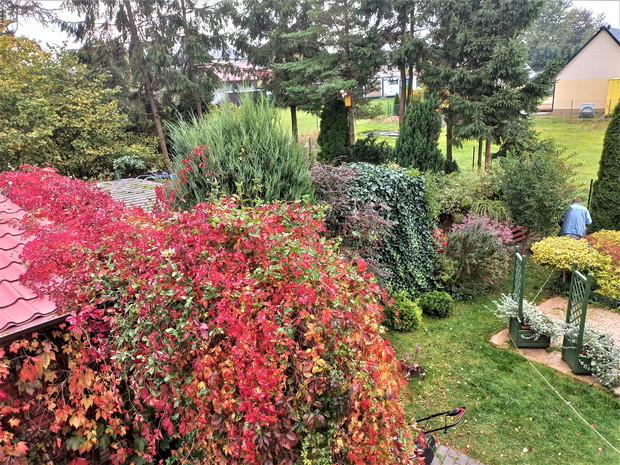 Wiciokrzew i winobluszcz