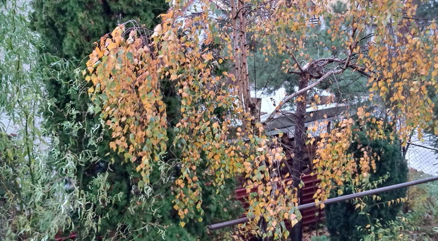 Brzoza w jesiennym deszczu.