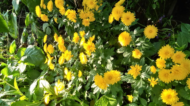 Chryzantemy złociste.