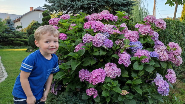 Hortensja ogrodowa w tym roku pięknie zakwitła.